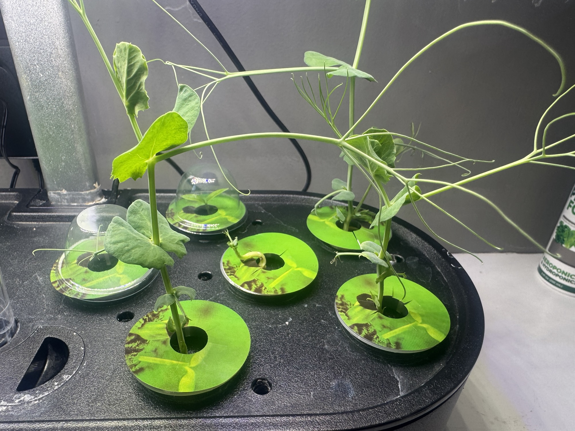 Plant Care Tips for Thriving Hydroponic Gardens