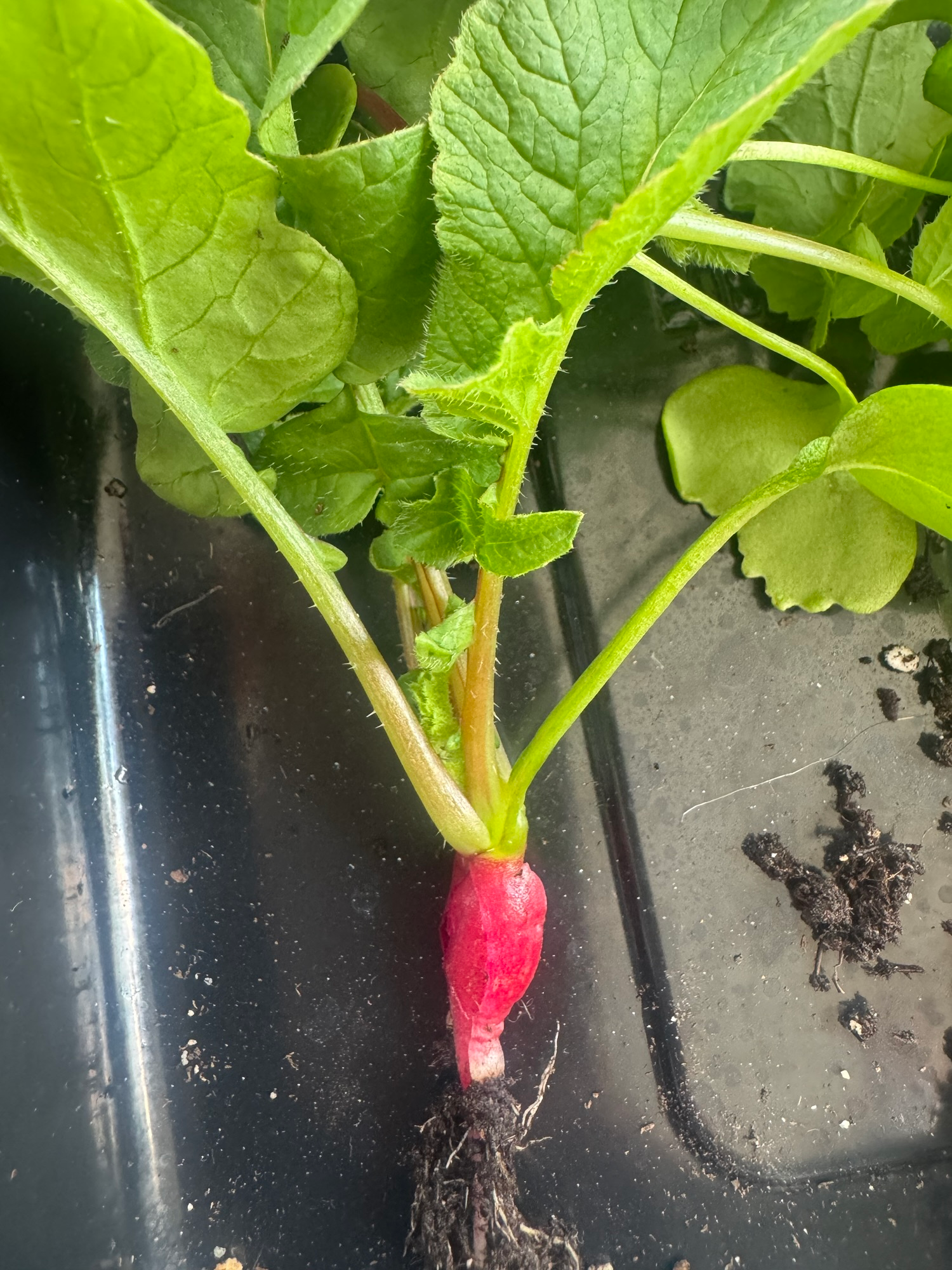 Rookie mistakes when growing Radishes
