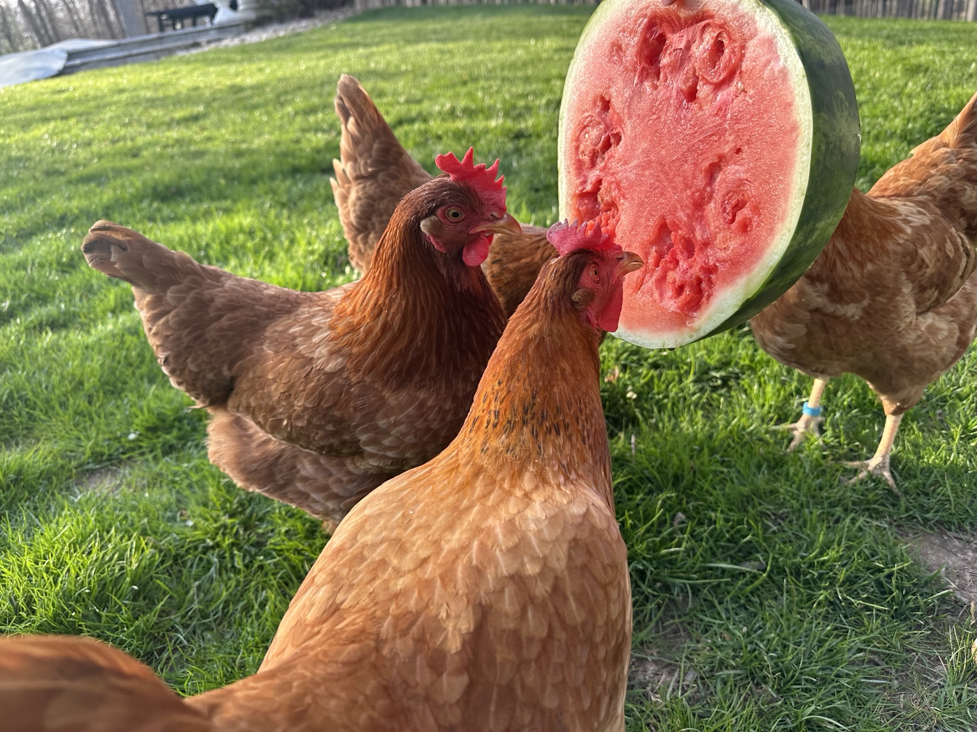 Caring for Chickens: What we have learned