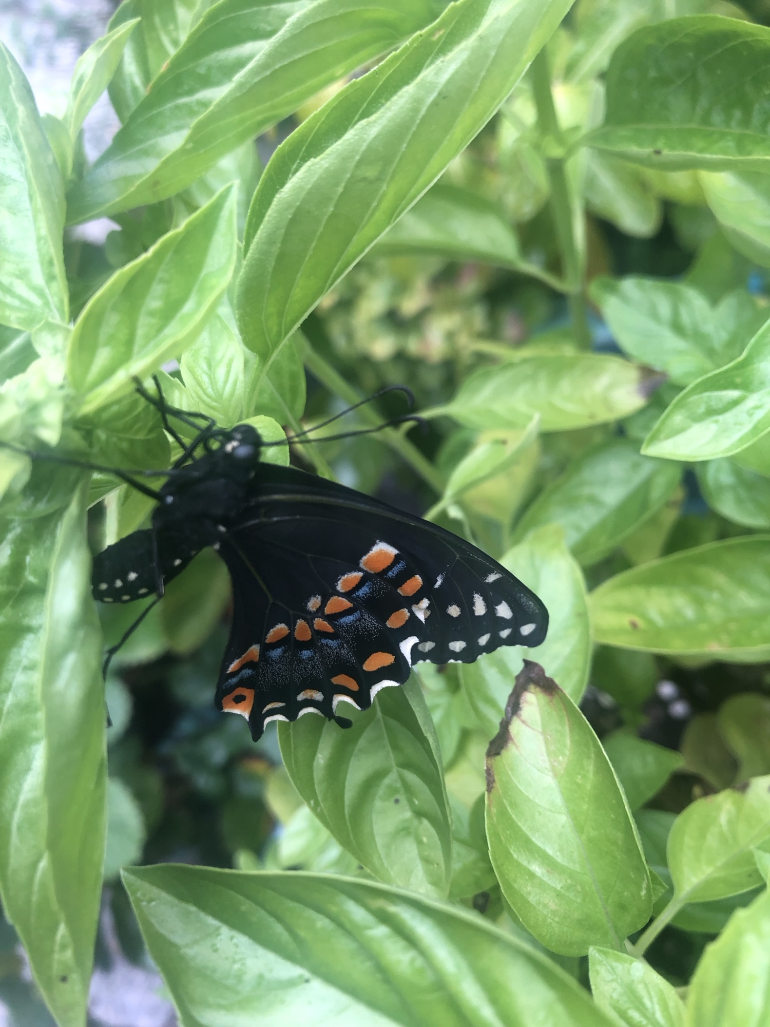 The Importance of Pollinators