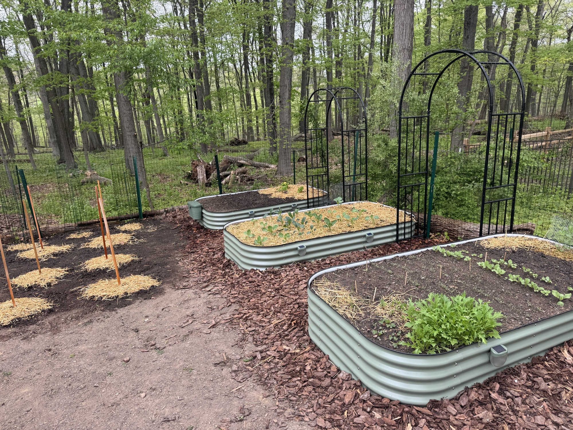 Direct Sowing vs. Seed Starting: Which Is Best For Your Garden?