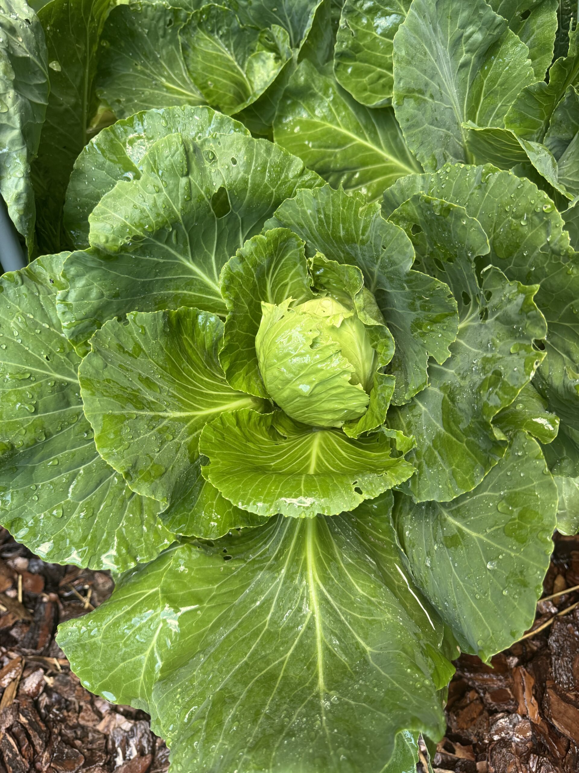 The Garden Is Growing: A June Update