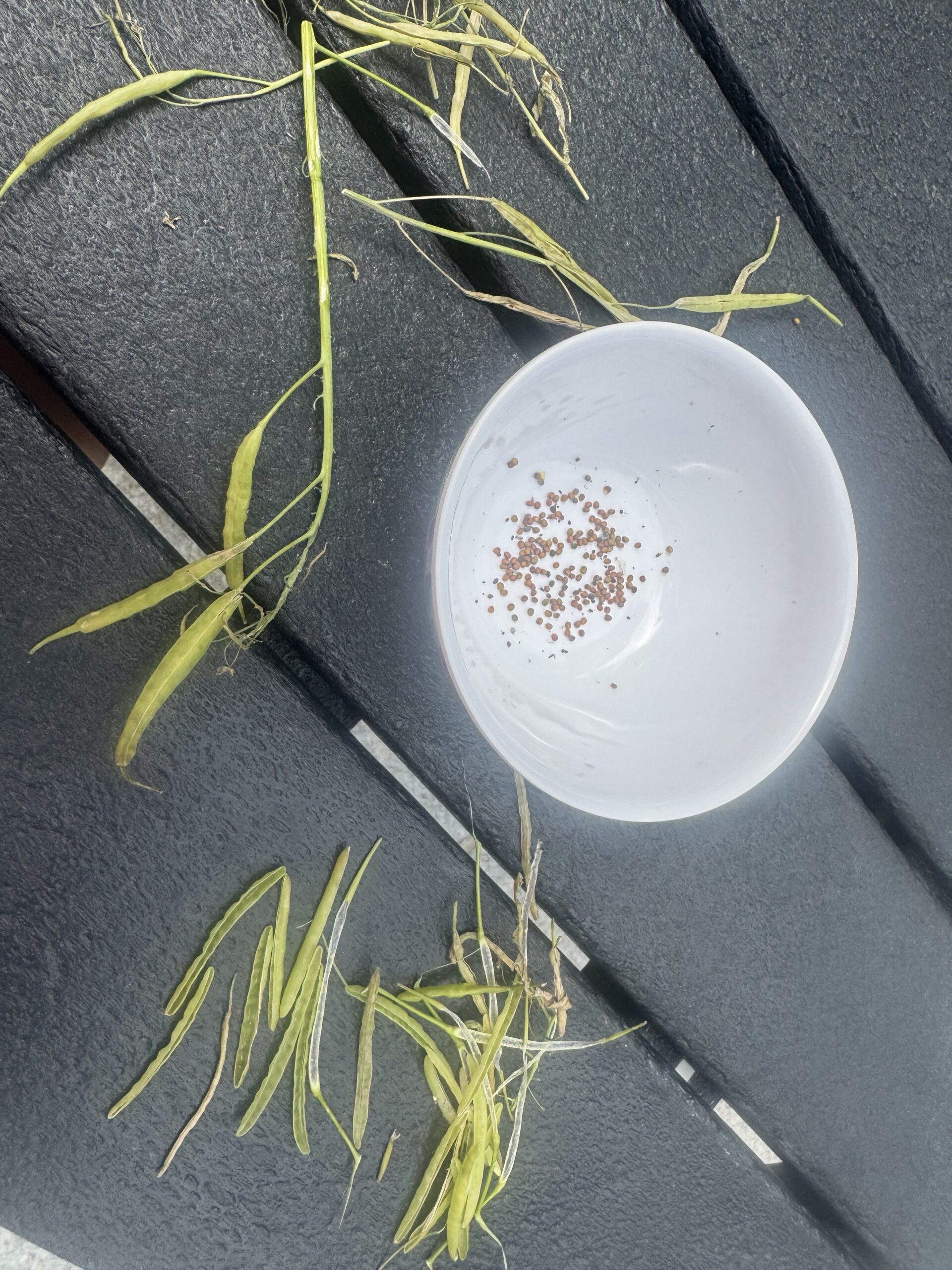 Harvesting Seeds For Next Season